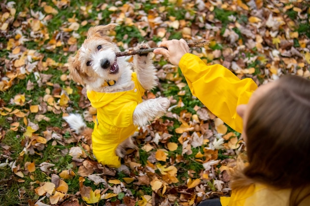 Une fille dans un imperméable jaune et un chiot jack russell terrier jouent ensemble dans un parc en automne.