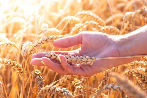 Fille dans les mains tient des épis de blé parmi le champ de blé, chaude journée d'été