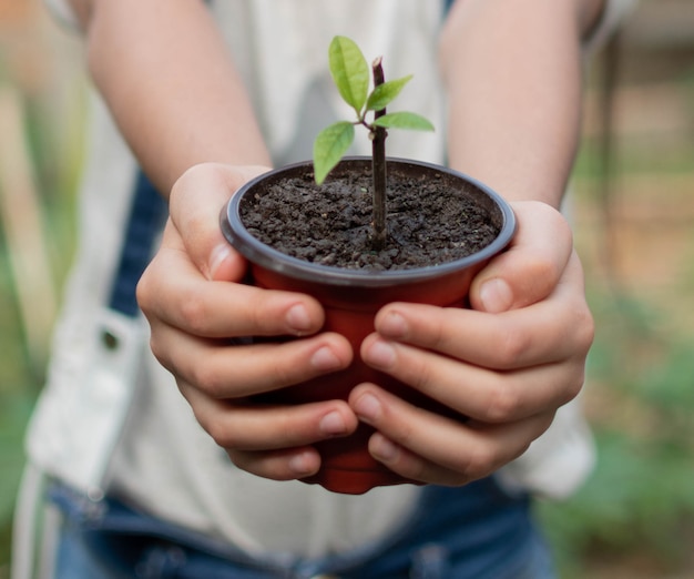 Fille défocalisé tenant arbre en pot