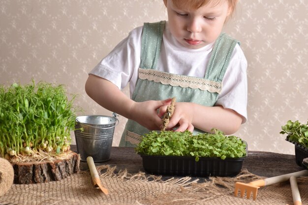 Une fille de deux ans a des ciseaux dans les mains et elle s'occupe des semis de microgreens de roquette