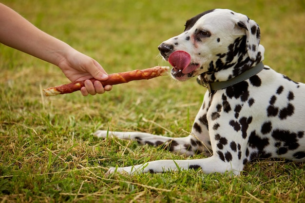 Une fille donne un os à un chien dalmatien.