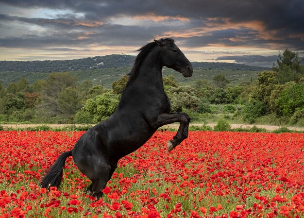 La fille d'équitation entraîne son cheval noir