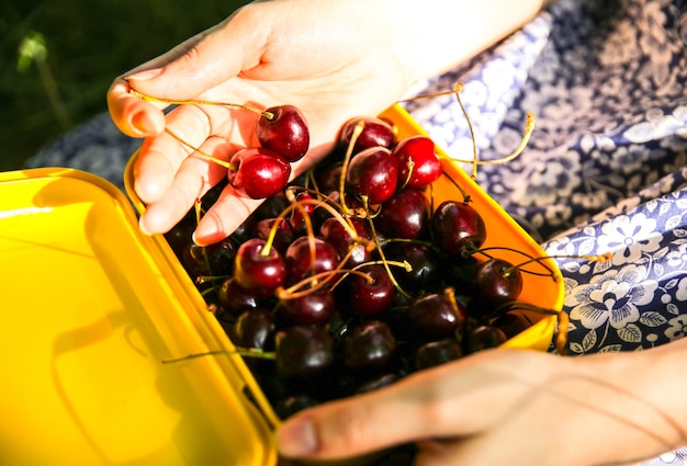 Photo la fille est assise sur l'herbe en robe vintage bleue. une femme tient une boîte à lunch avec des cerises. mise à plat de fruits d'été rustique. concept de mode de vie écologique végétarien sain.