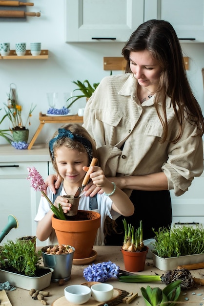 Fille et femme transplantent des fleurs et des plantes d'intérieur plantent des bulbes de jacinthes microgreens ensemble