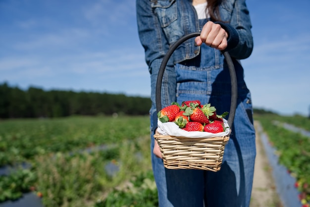 Photo fille de ferme tenant le panier de fraises debout dans le champ de la ferme aux fraises.