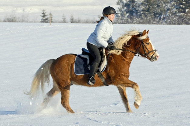 Fille galopant sur le dos d'un cheval Haflinger en hiver