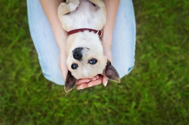 fille glamour ou femme tenant un mignon drôle de chiot chihuahua sur une pelouse verte au coucher du soleil, un animal de compagnie