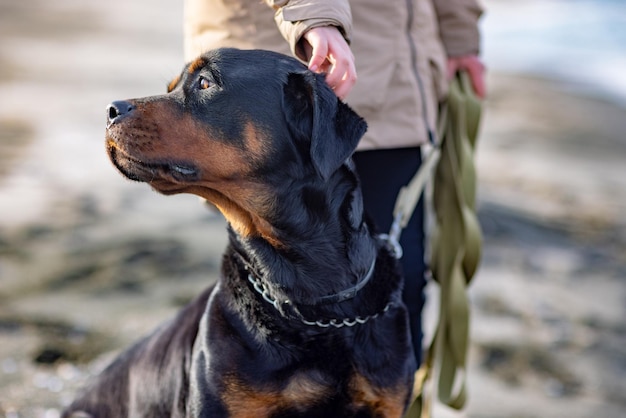 Une fille inconnue dans une veste beige chaude se tient sur une plage de sable près de la mer orageuse bleue et gratte derrière l'oreille de son fidèle ami un grand et beau chien éduqué de la race Rottweiler