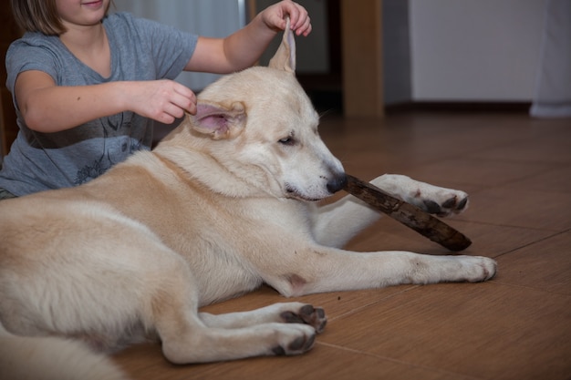 Fille joue avec Labrador dans le salon