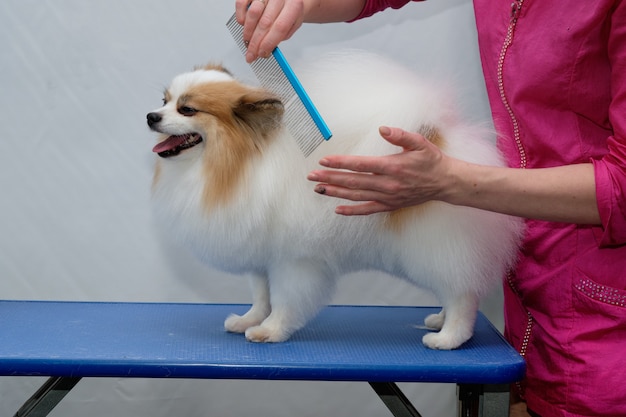 Une fille maître toiletteur peigne un petit chien de Poméranie avec un peigne dans un salon de coiffure pour animaux.