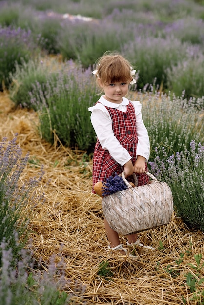 Une fille marche en ramassant des fleurs sur un champ de lavande.