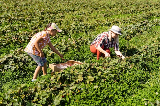 fille et mère travaille dans le potager, fraises récoltées