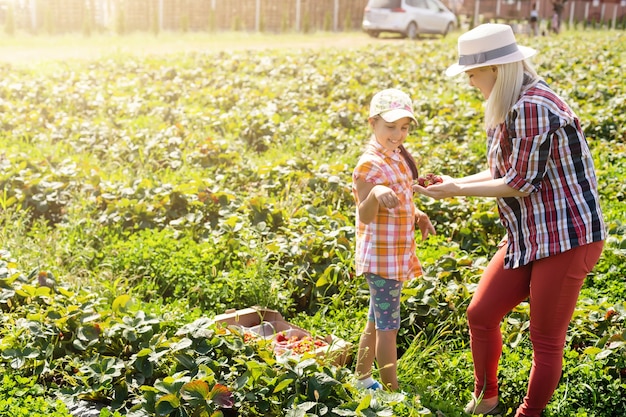 fille et mère travaille dans le potager, fraises récoltées