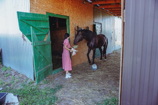 Une fille nourrit un cheval. Le cheval est debout dans l'écurie. Le cheval mange. Cheval brun.