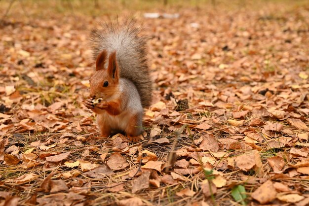 Une fille nourrit un écureuil sauvage de ses mains le jour de la forêt du parc