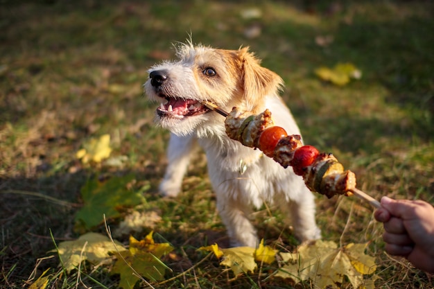 Une fille offre au chiot Jack Russell Terrier un bâton de barbecue.