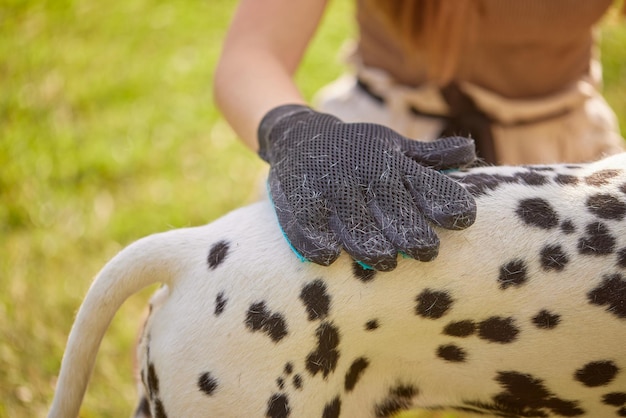 fille peignant les cheveux d'un chien Dalmatien dans le parc s'occupant d'un chien