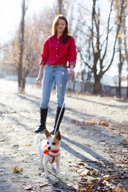 Fille à pied avec toy terrier dog pet en laisse