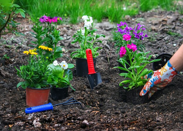 La fille plante des fleurs dans le parterre de fleurs. Mise au point sélective