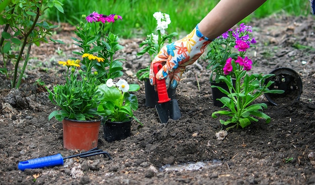 La fille plante des fleurs dans le parterre de fleurs. Mise au point sélective