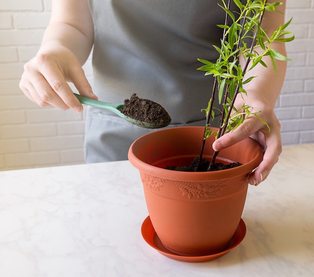 Fille plante une plante verte dans un pot de fleurs avec de la terre. Prendre soin des plantes d'intérieur.