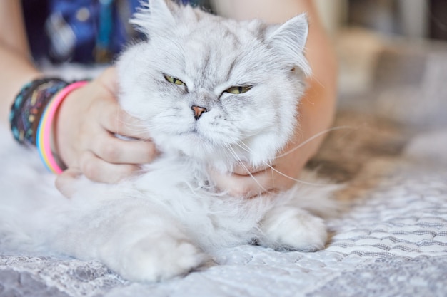 La fille se gratte le cou du chat blanc à poil long britannique.