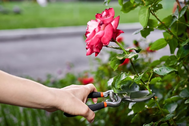 Fille taillant des rosiers avec un sécateur