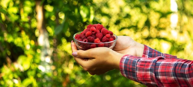 Fille tenant un bol avec un produit biologique de framboises mûres à la ferme. Mise au point sélective