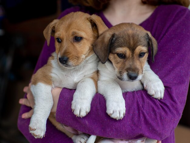 Photo fille tenant des chiots sans abri dans les mains