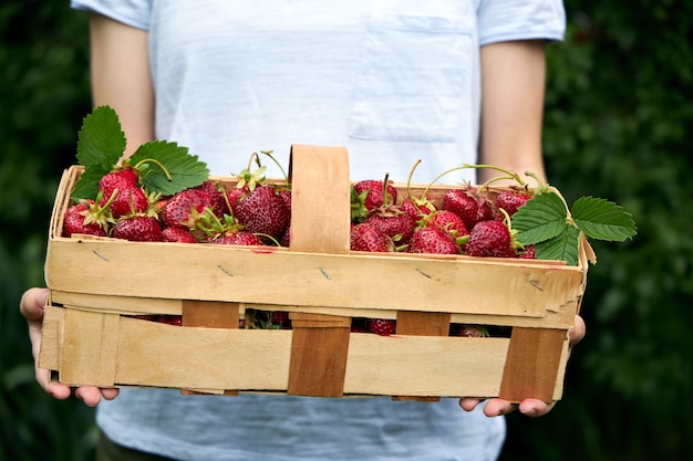 Fille tenant un panier avec des fraises mûres