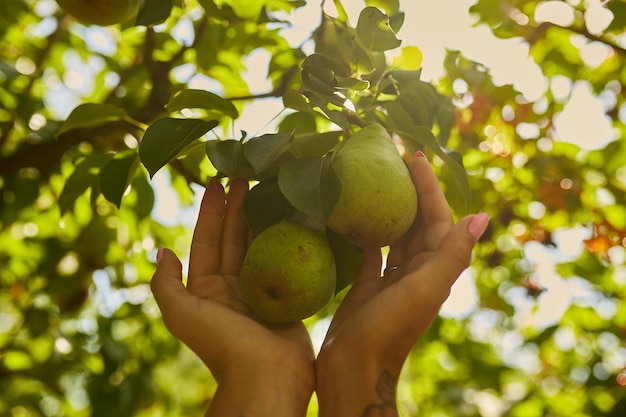 fille tenant des poires dans les mains d'une branche Femme tenant dans sa main deux poires d'une branche d'arbre