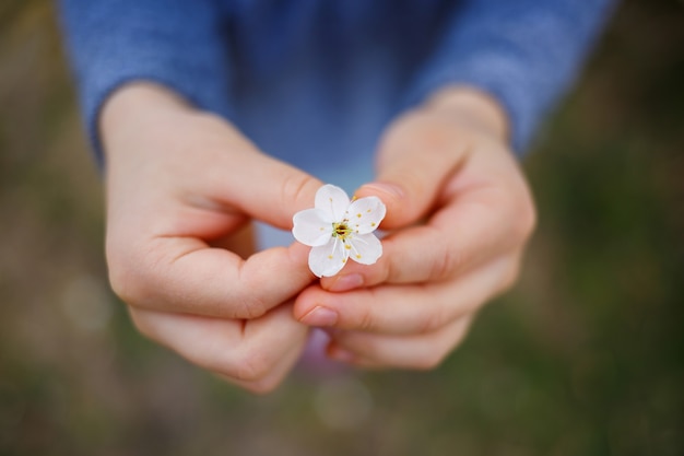 La fille tient une branche d'abricots en fleurs dans ses mains. Gros plan de belles mains féminines tenant une branche d'arbre fruitier en fleurs. fond de printemps délicat. mains féminines sur fond flou