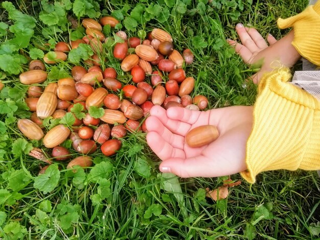 La fille tient un grand nombre de glands dans sa main.