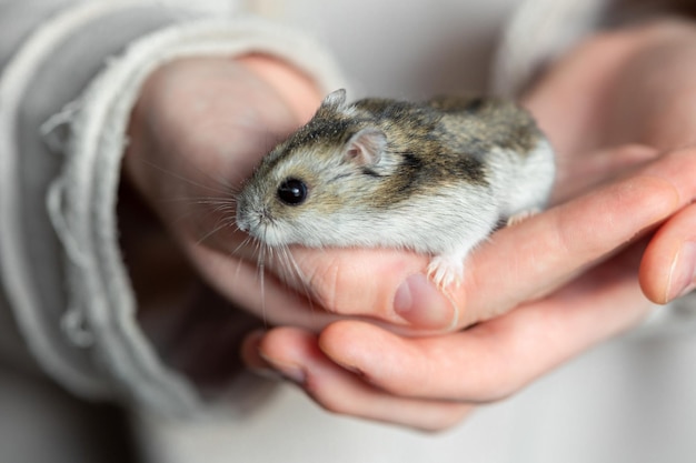 La fille tient le hamster dans ses mains les mains des enfants