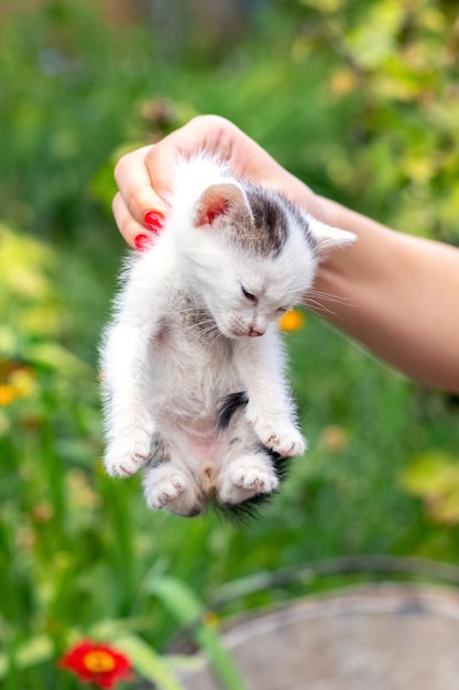 La fille tient un petit chaton sans défense par la peau