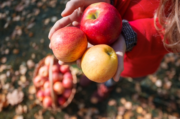 La fille tient des pommes juteuses près du panier avec des pommes dans le jardin
