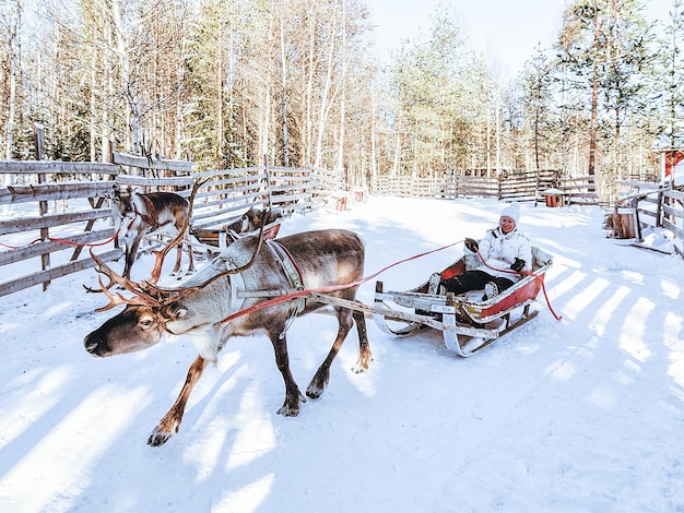 Fille en traîneau à rennes en Finlande en Laponie en hiver.