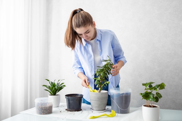 La fille transplante une crassula de plante d'intérieur dans un nouveau pot de fleurs Concept de soins des plantes d'intérieur