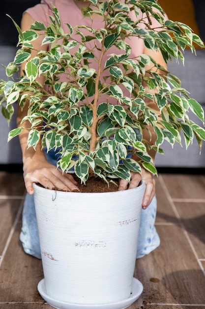 une fille transplante un ficus dans un grand pot de fleurs