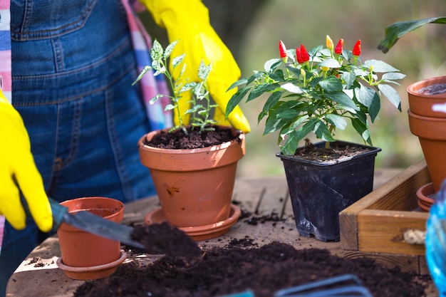 Une fille transplante des fleurs dans le jardin. pots de fleurs et plantes à transplanter