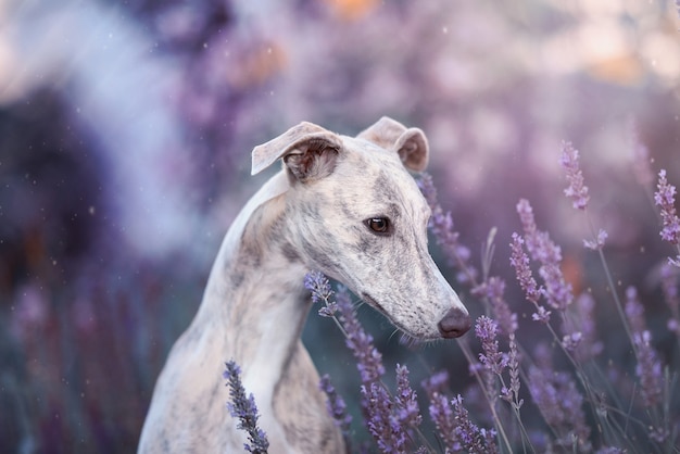 Photo fille de whippet avec des fleurs violettes