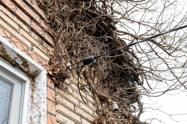 Fils électriques enfilés dans des branches de lierre flétries