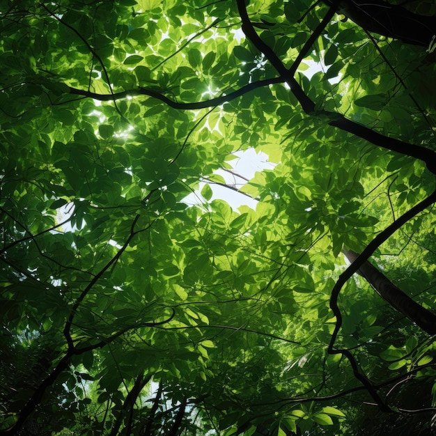 Filtrage de la lumière du soleil à travers un feuillage dense