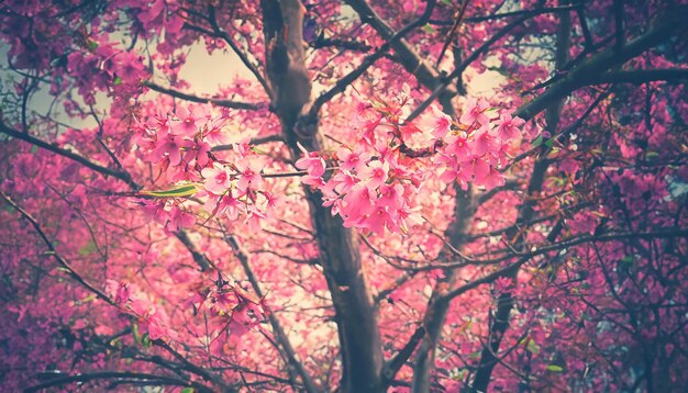 Le filtre à cerises de l'Himalaya fleurit dans le glamour rétro