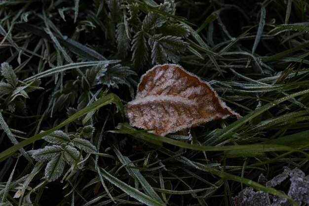 Fin automne herbe verte et feuilles avec fond de givre blanc