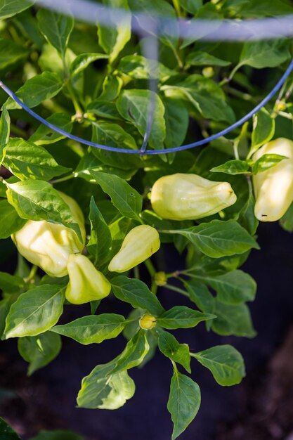 Fin de l'été au potager communautaire biologique.