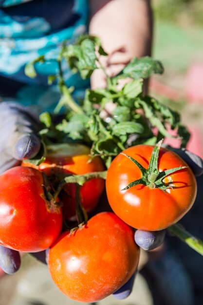 Fin de l'été au potager communautaire biologique.