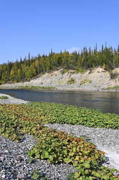 La fin de l'été sur le fleuve de l'Oural subpolaire