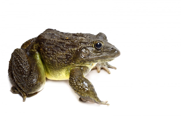 Fin, haut, grenouille, isolé