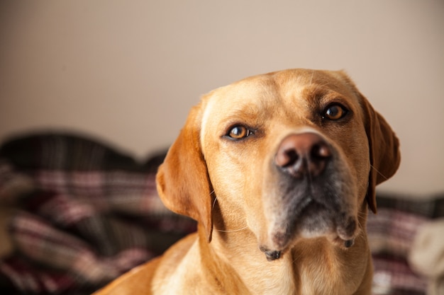 Fin, haut, jeune, curieux, labrador, maison